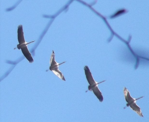 Begleitung Kraniche von unten fotografiert fliegen im Himmel
