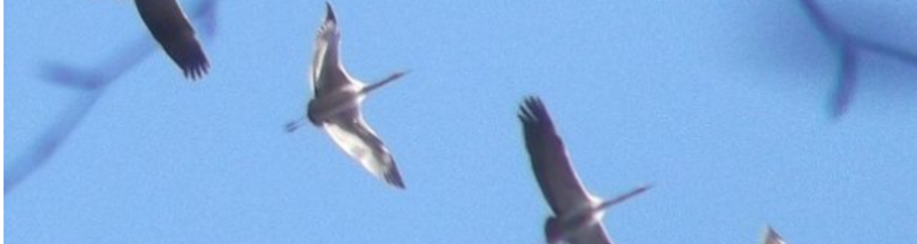 Kraniche Kraniche von unten fotografiert fliegen im Himmel